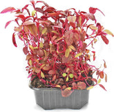 Micro-feuilles d'amarante en pot BIO (Pologne) (1 pièce)